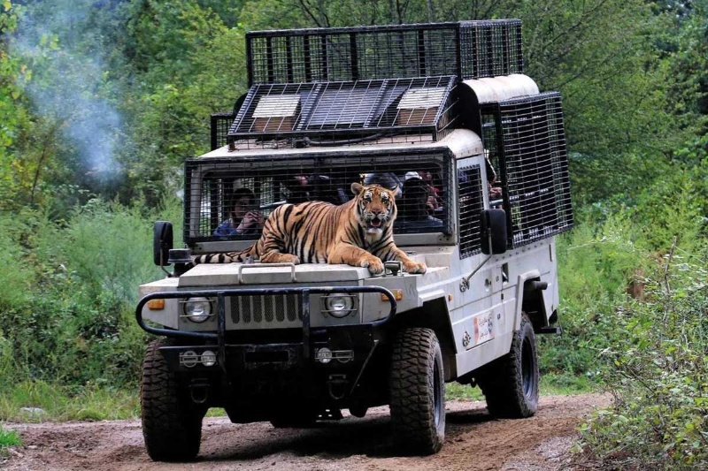 مرگ مشکوک ۲ شیر در الیمالات؛ سافاری پارک تعلیق شد مرگ مشکوک ۲ شیر در الیمالات؛ سافاری پارک تعلیق شد