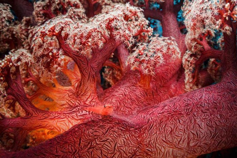 استادان پنهان‌کاری؛ کشف هنر استتار موجودات دریایی