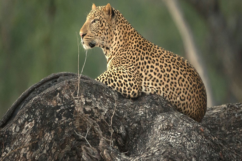 کشور خاص آفریقایی برای سافاری و تماشای ببر و زرافه!