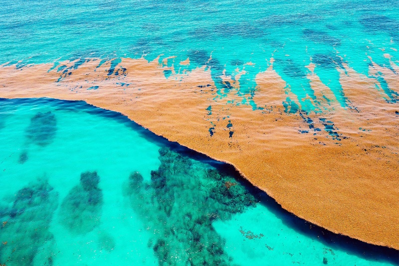 دریای بی‌ساحل؛ شگفتی پنهان اقیانوس اطلس را بشناسید!