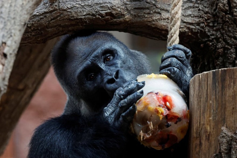 جهان در یک قاب؛ از سیل و آتش تا جشنها و آیینها جهان در یک قاب؛ از سیل و آتش تا جشنها و آیینها