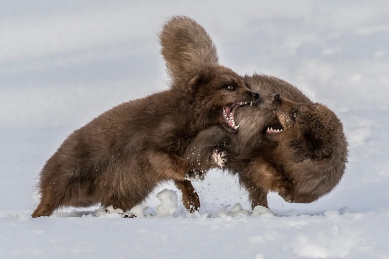 برندگان عکاسی حیات‌وحش بریتانیا؛ شکوه بکر طبیعت در قاب دوربین