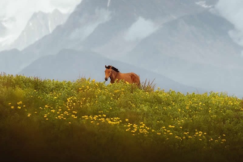 از قله‌های باشکوه تا سواحل آرام؛ سفری بصری به قلب طبیعت وحشی