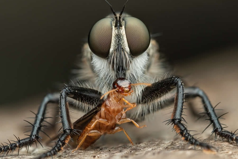 هنر عکاسی از حشرات؛ سفر بصری به جهانی کوچک و پر رمز و راز