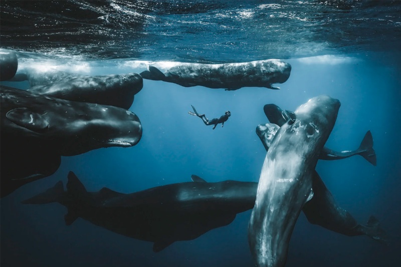 برندگان جایزه عکاسی اقیانوس ۲۰۲۵؛ تصاویر شاعرانه از اعماق دریا