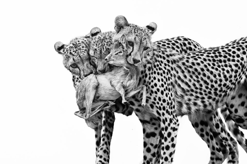 ۱۵ عکس باورنکردنی از شصت‌و‌یکمین دوره مسابقه عکاسی حیات وحش سال