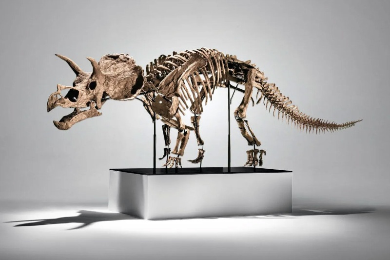 دایناسور ۶۶ میلیون ساله حراج می‌شود