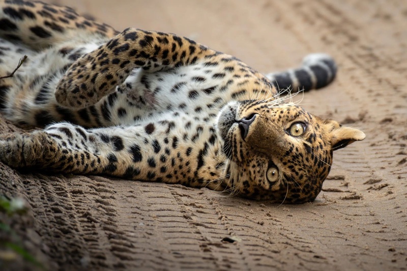 سافاری در سریلانکا؛ روبه‌رو با پلنگ‌ها و تماشای گردهمایی فیل‌ها