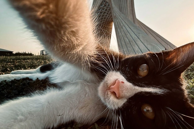 گربه‌های برج آزادی؛ روایت تصویری همزیستی انسان، حیوان و معماری