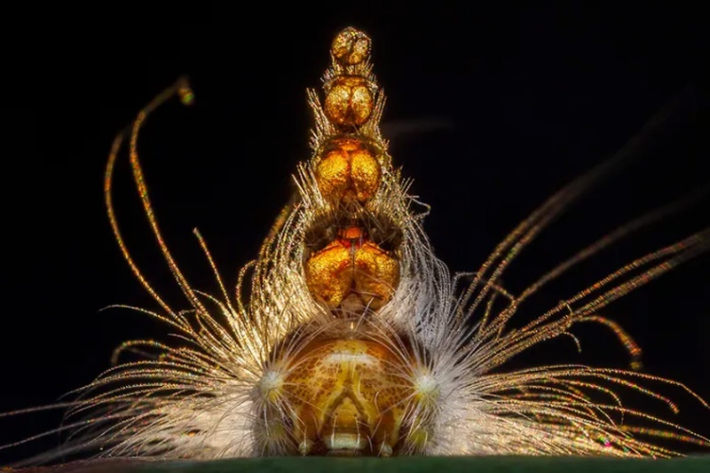 برگزیدگان عکاس حیات‌وحش ۲۰۲۵؛ تصاویر شگفت‌انگیز از بقا و زیبایی طبیعت