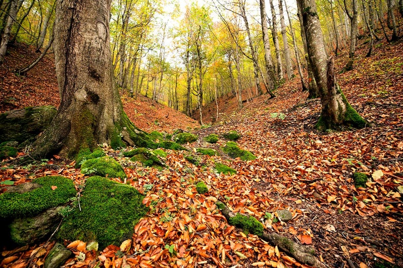 جاهای دیدنی گیلان در پاییز؛ از جنگل‌های مه‌آلود تا دریاچه‌های رنگارنگ