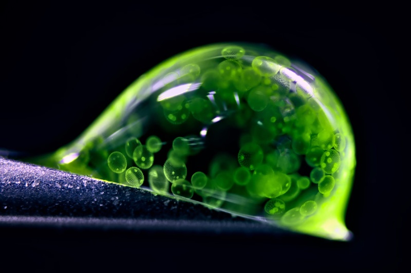 برترین تصاویر میکروسکوپی جهان در ۲۰۲۵؛ از شپشک برنج تا سلولهای سرطانی برترین تصاویر میکروسکوپی جهان در ۲۰۲۵؛ از شپشک برنج تا سلولهای سرطانی