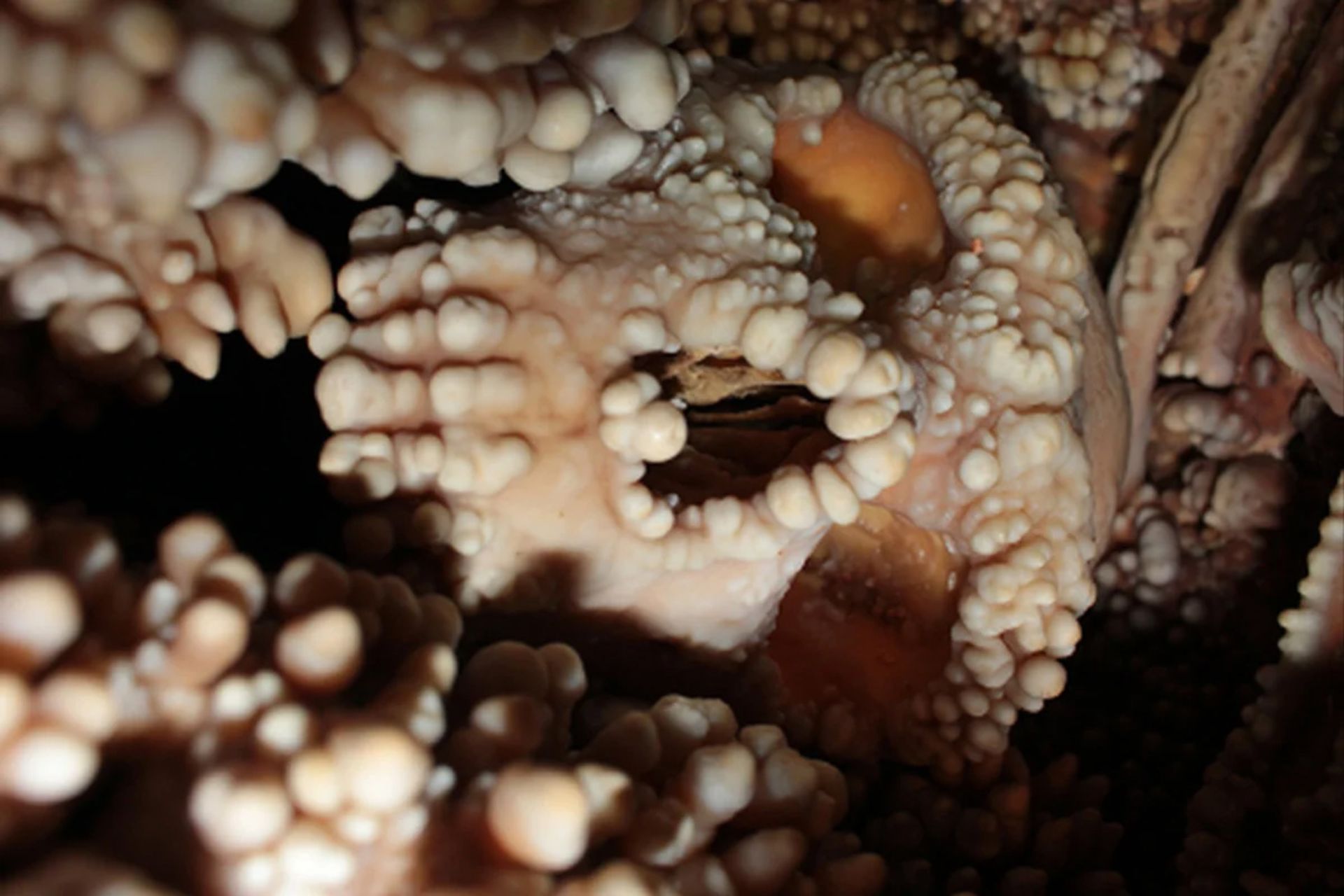 راز بینی نئاندرتالها فاش شد؛ پایان یک معمای پر بحث! 3 فسیل انسان نئاندرتال