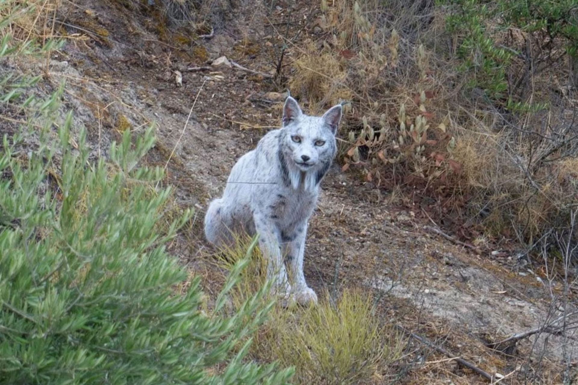 کشف «شبح سفید جنگلهای مدیترانه»؛ سیاهگوش سفید خبرساز شد 3 سیاهگوش