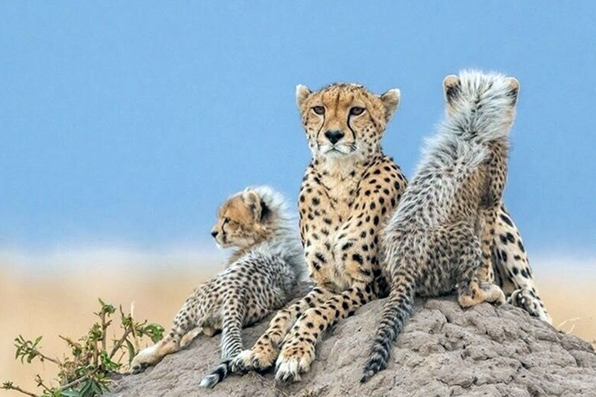 یوزپلنگ ایرانی و توله