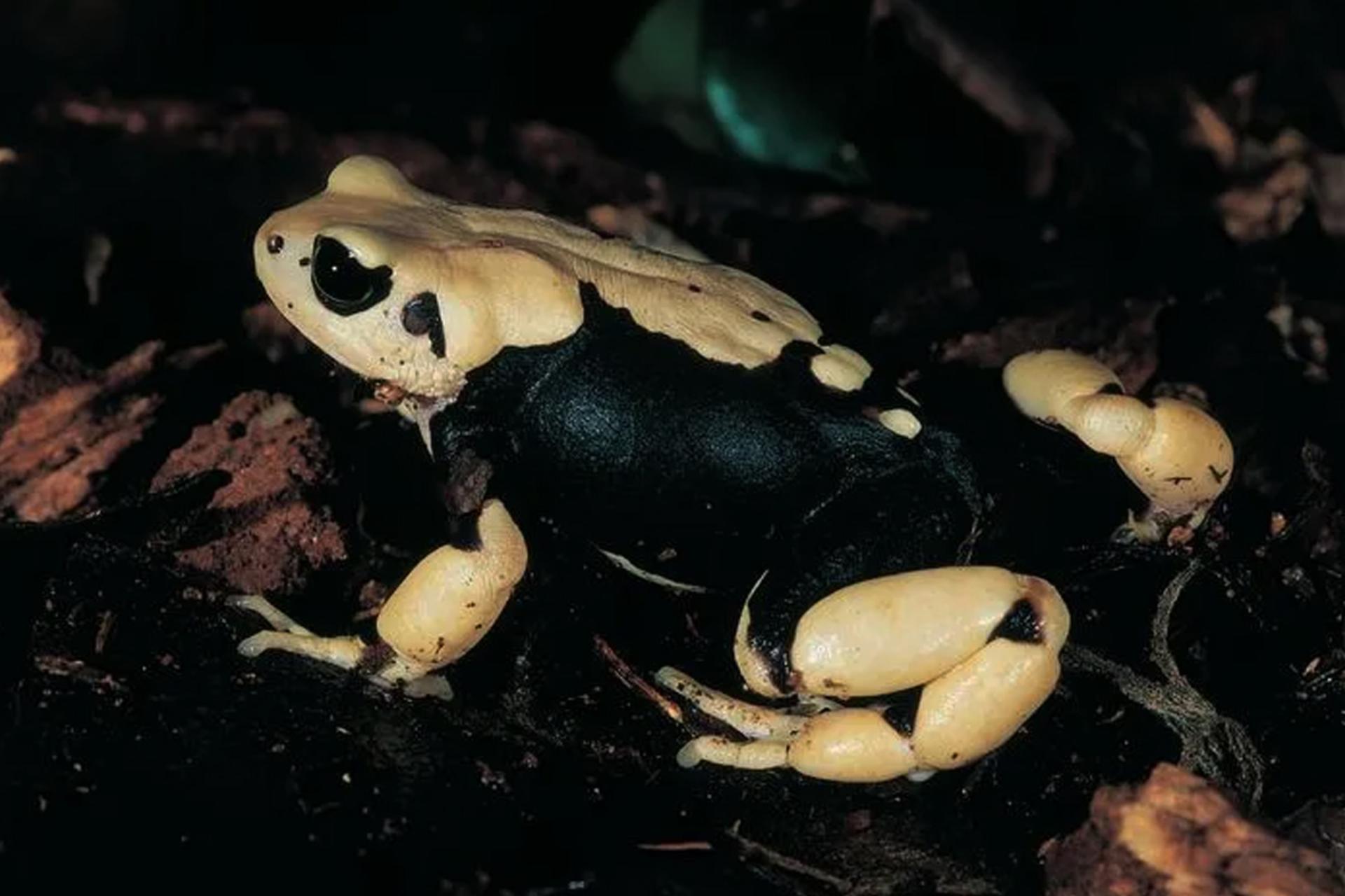 وزغ‌های زنده‌زا