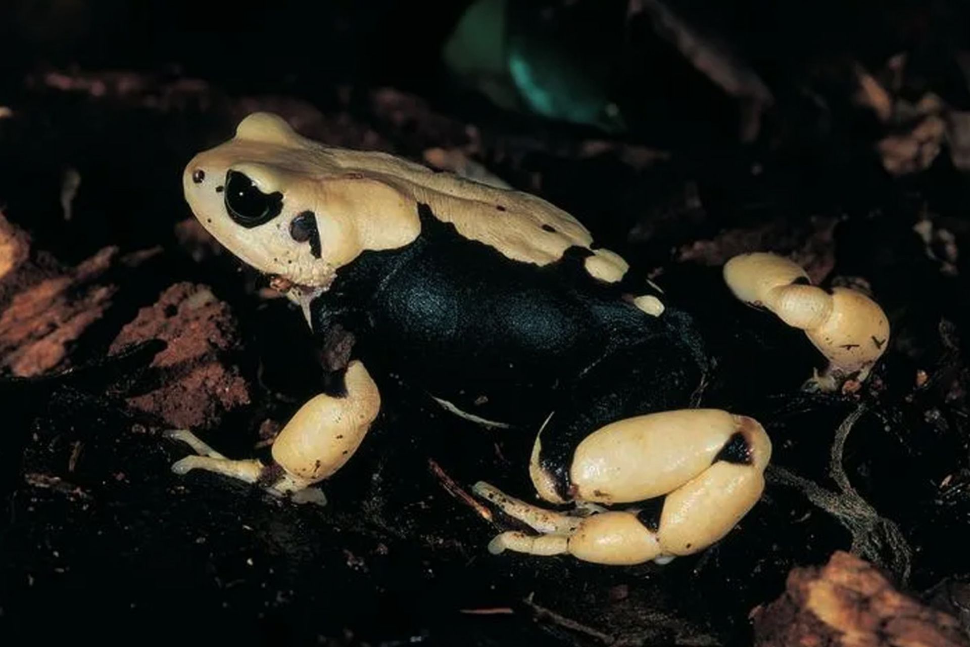 کشف شگفت انگیز؛ این وزغها به جای تخمریزی، نوزاد به دنیا میآورند! 3 وزغهای زندهزا