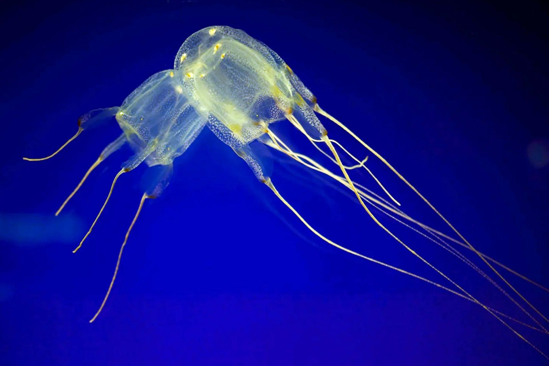 موجود کف اقیانوس