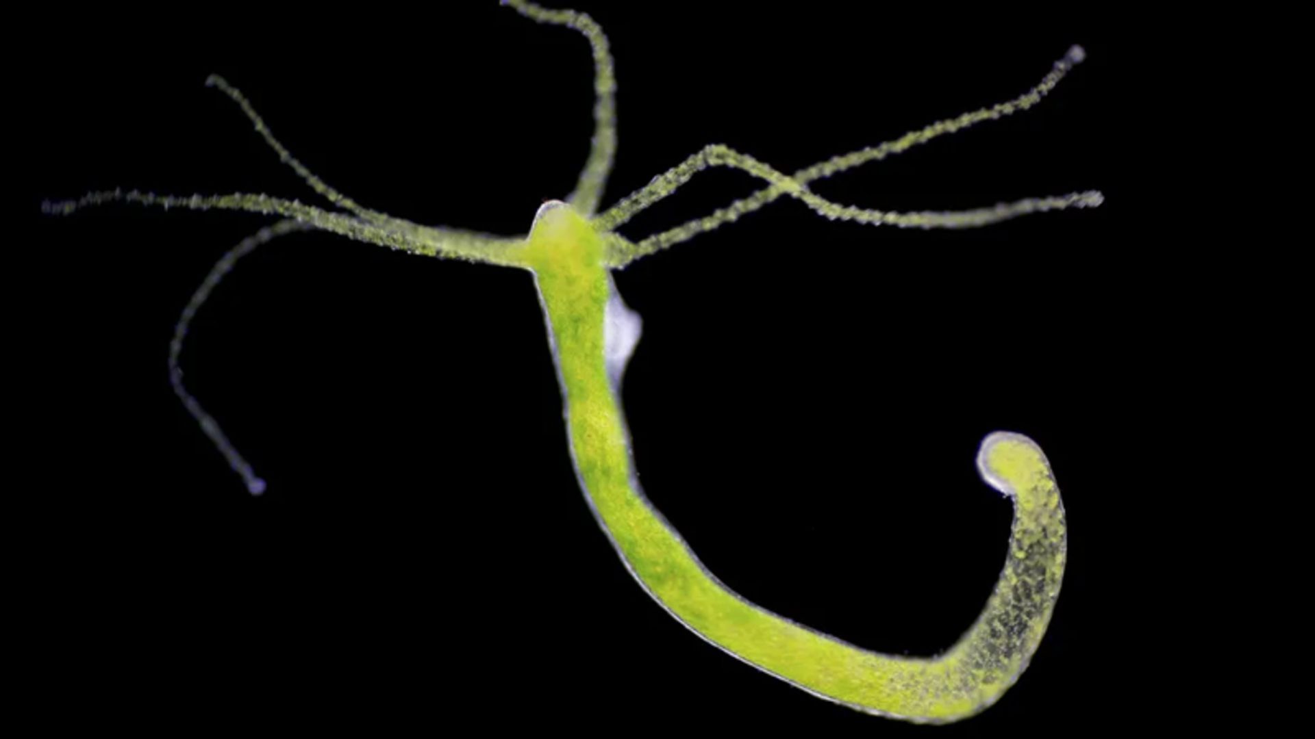 کیسه تن انتهای اقیانوس