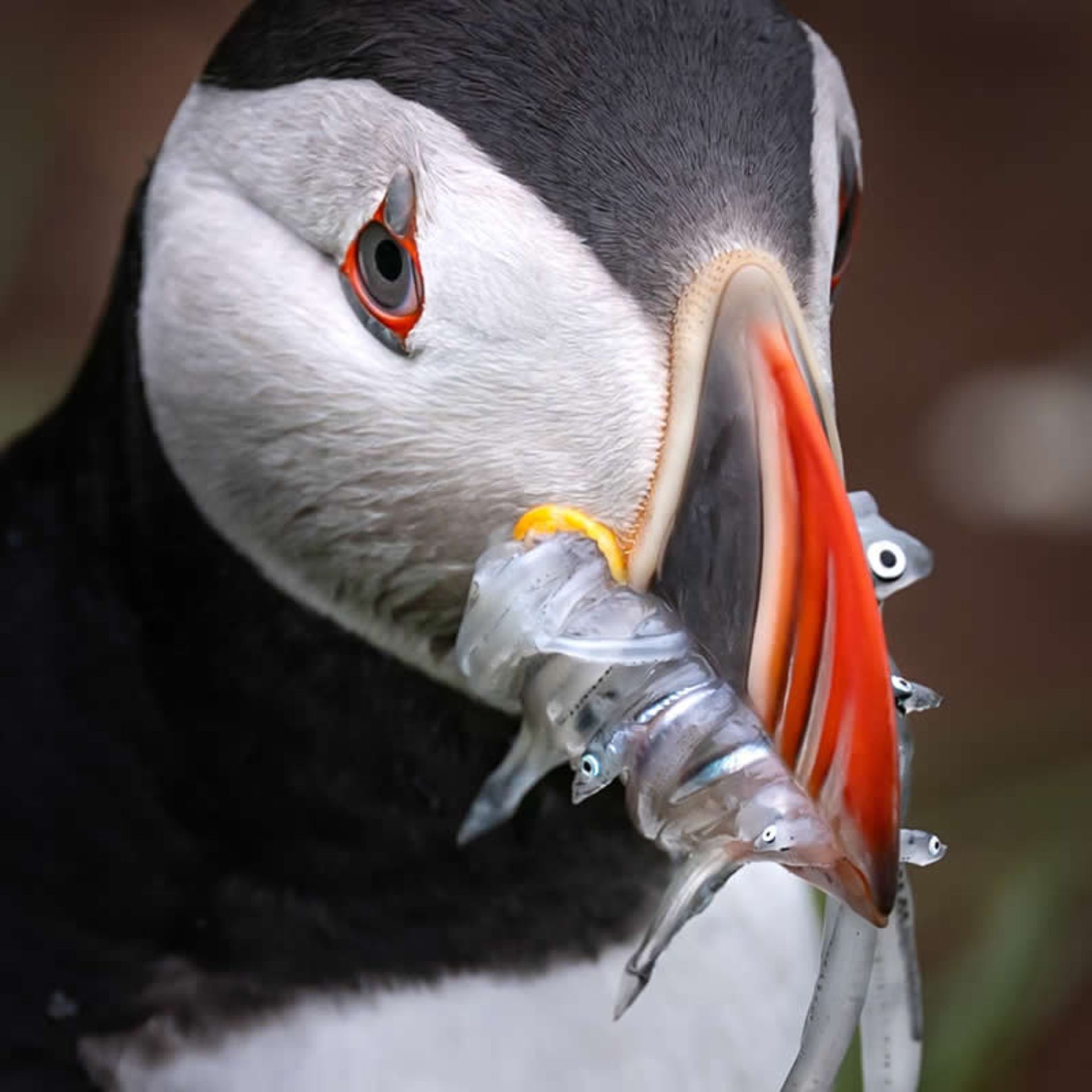 شکار ماهی توسط طوطی دریایی