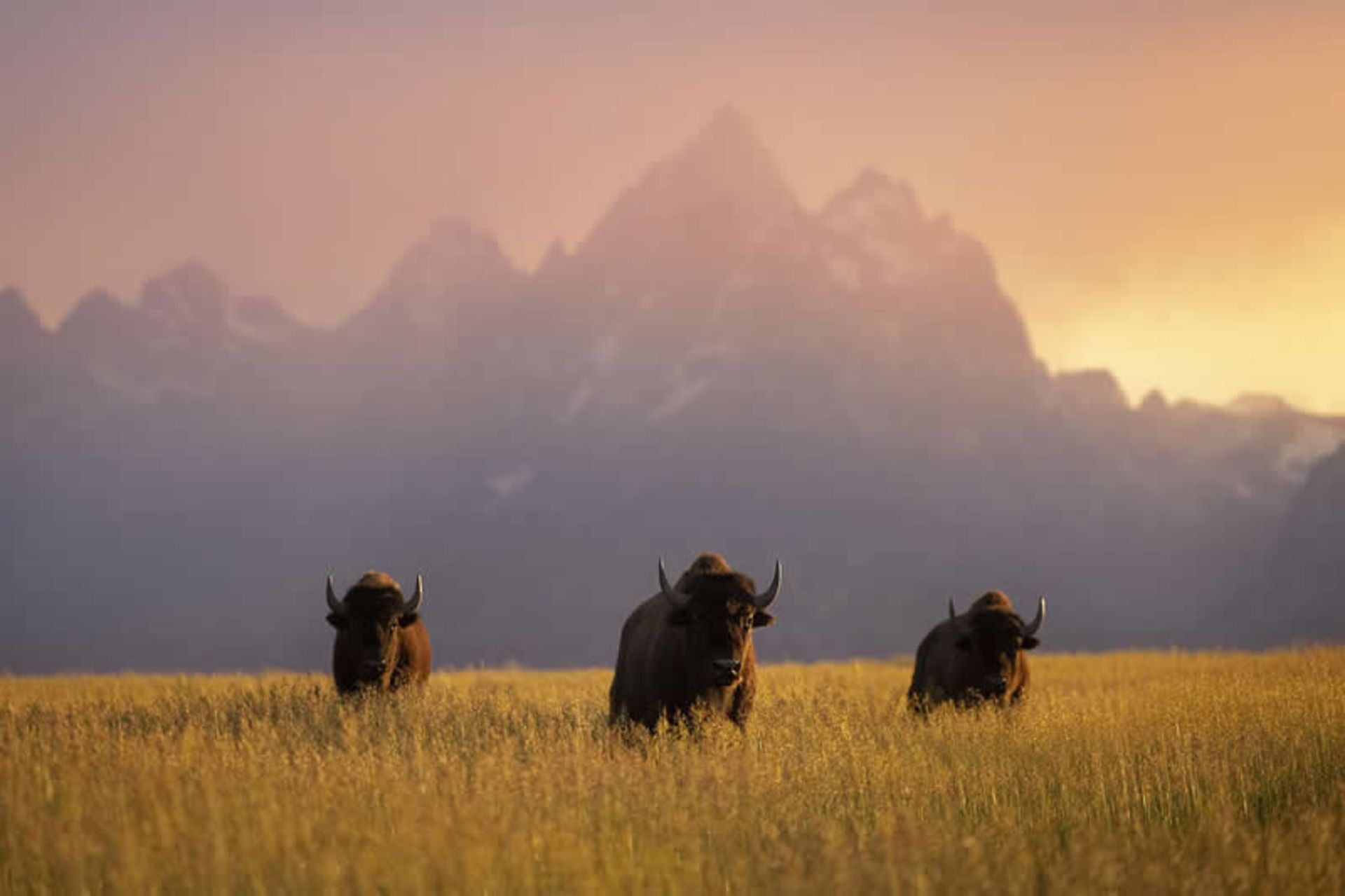 گاومیش‌های کوهان‌دار آمریکایی  در دشت