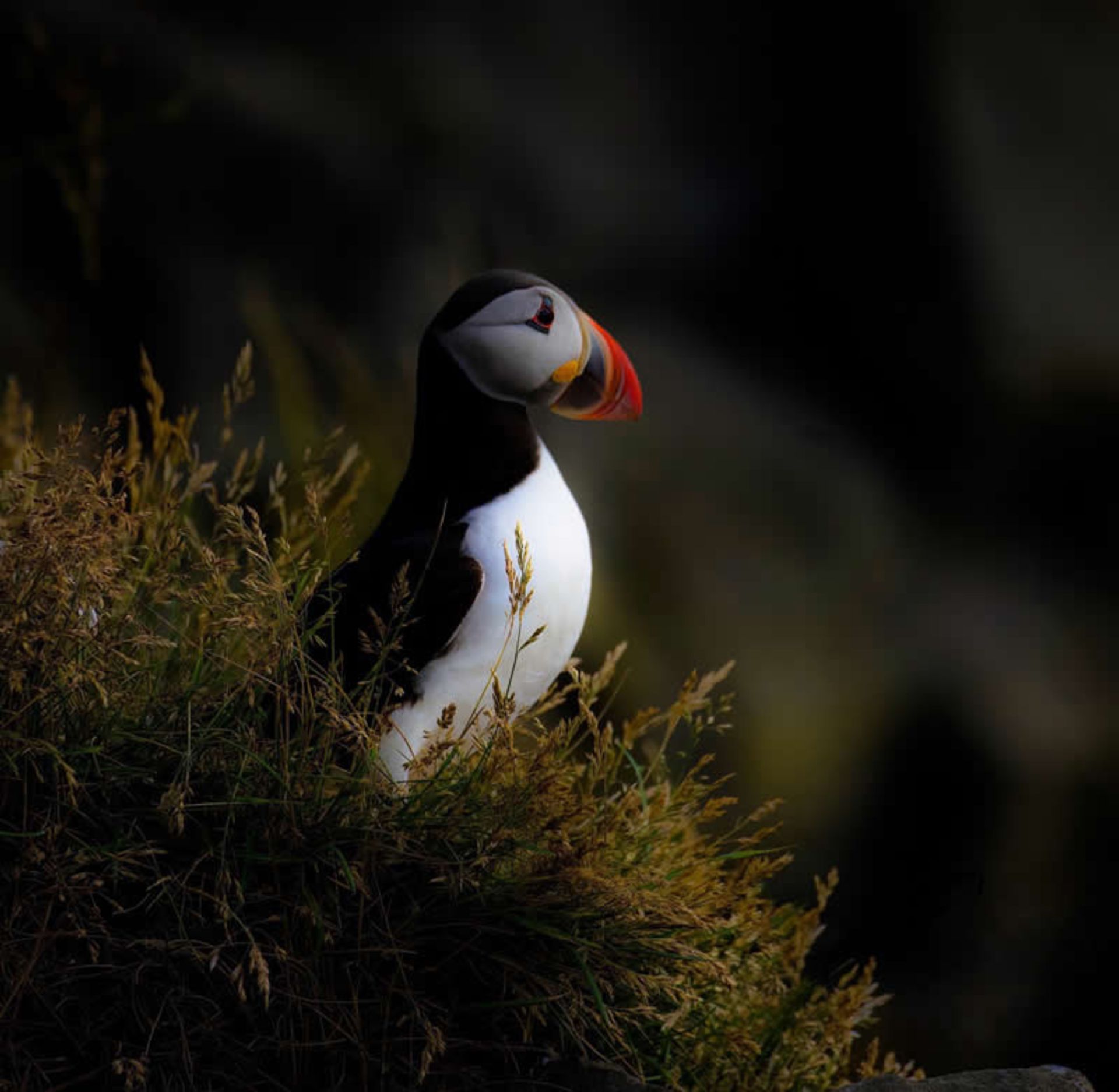 طوطی دریایی روی شاخه