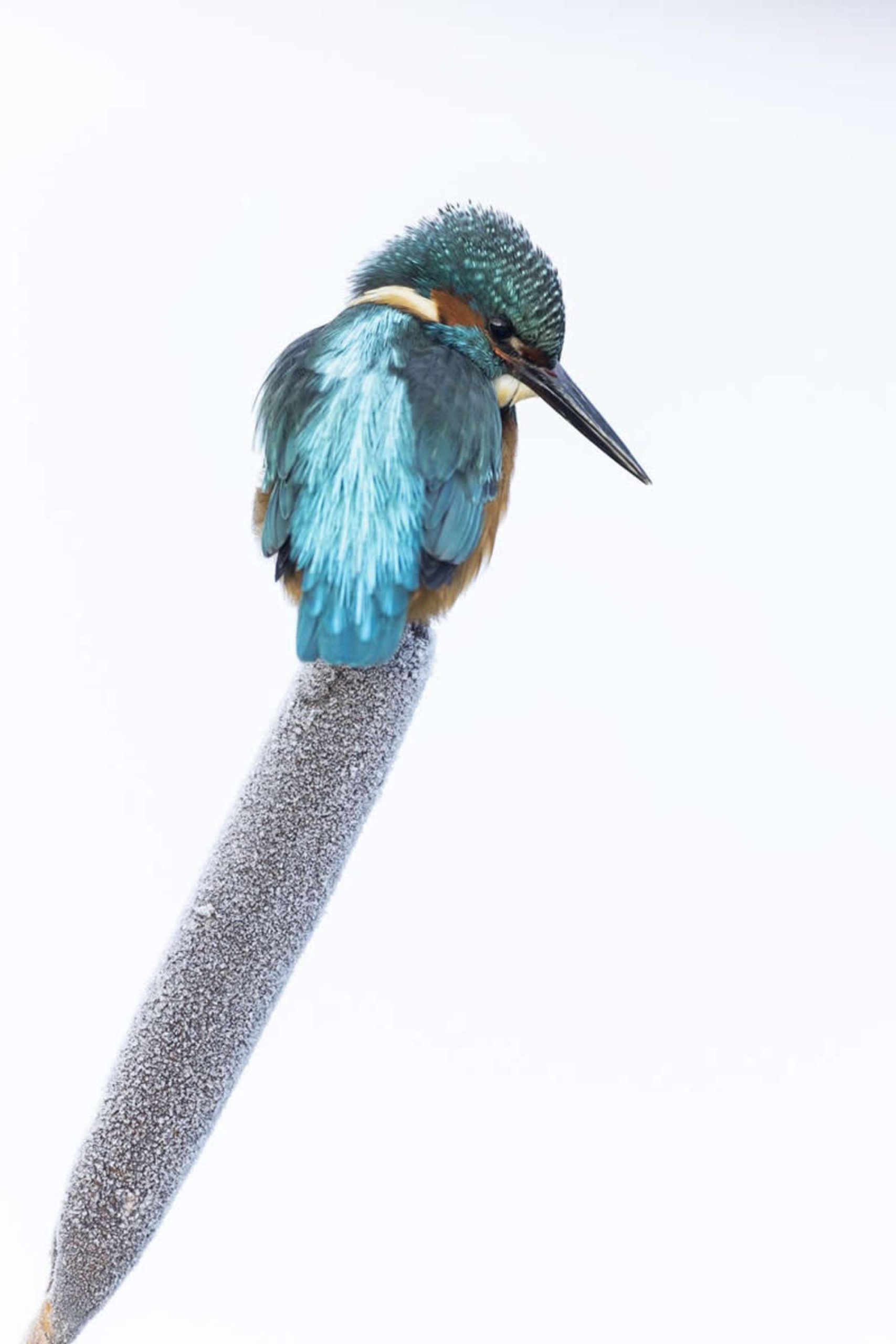 مرغ ماهی‌خوار روی یک توده یخ‌زده