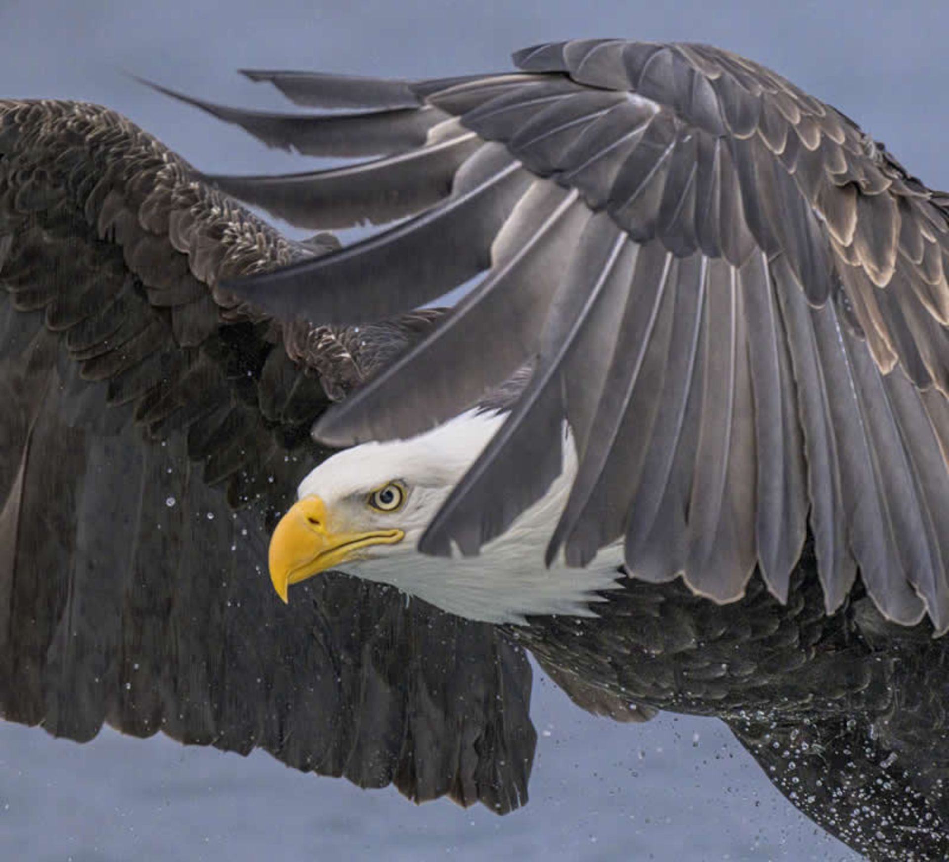 عقاب سرسفید