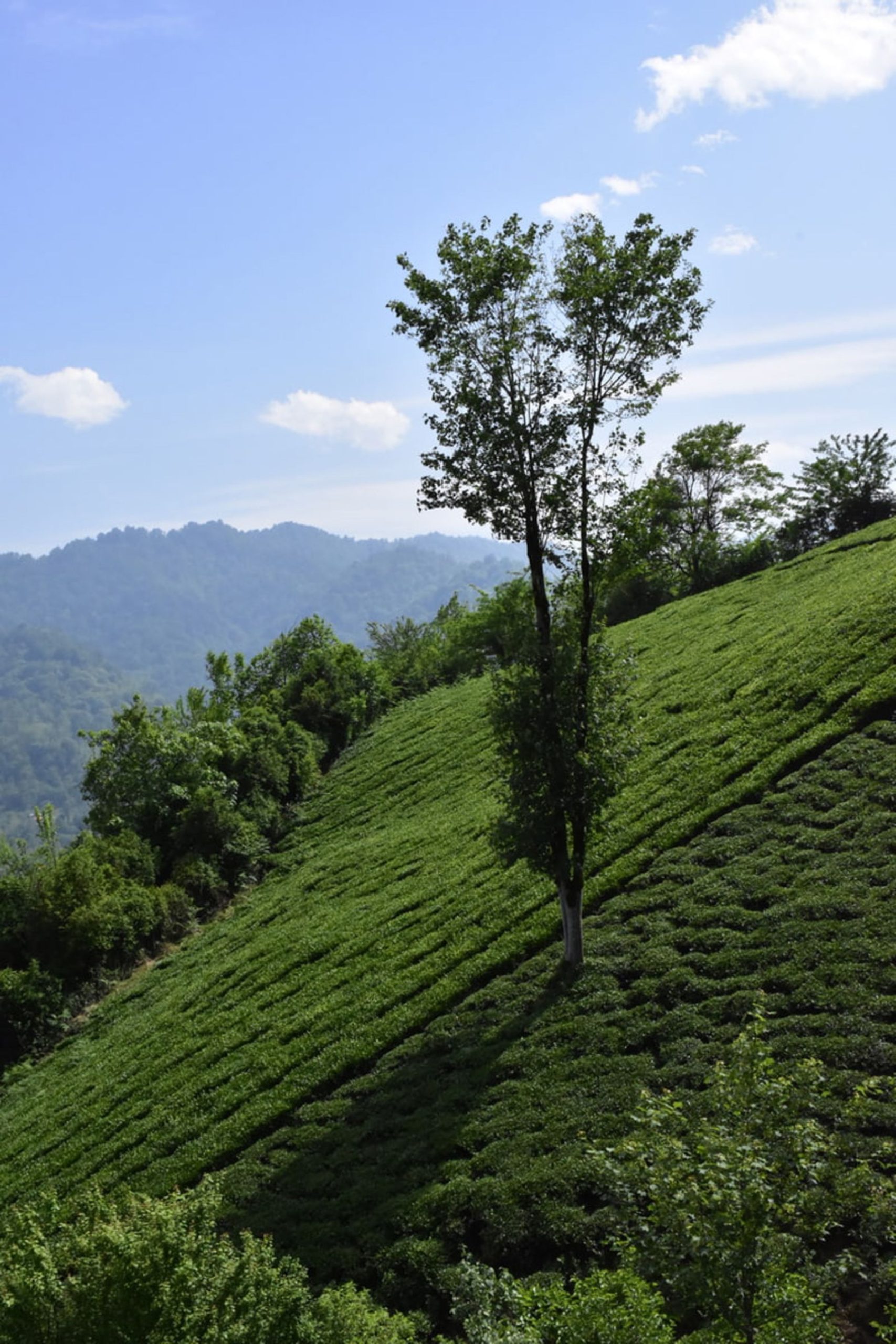 درختی سبز در ارتفاعات قلعه رودخان