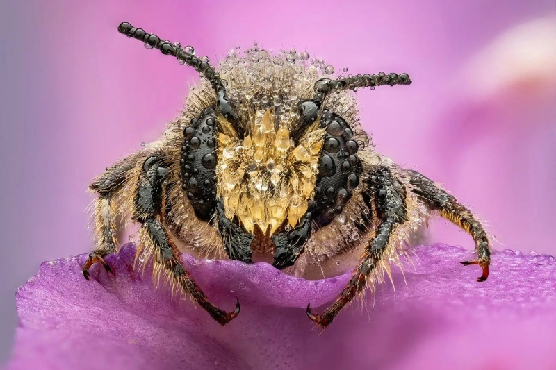 جزییات طبیعت که با چشم دیده نمیشوند؛ برگزیدگان عکاسی کلوزآپ ۲۰۲۵ 2