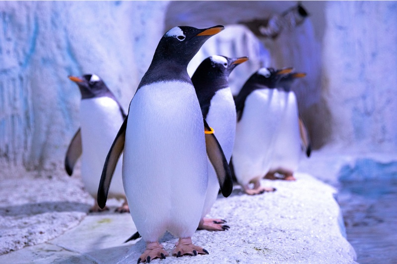 پنگوئنهایی که در لندن زندانی هستند؛ اعتراض گسترده به شرایط بد آکواریوم لندن 2