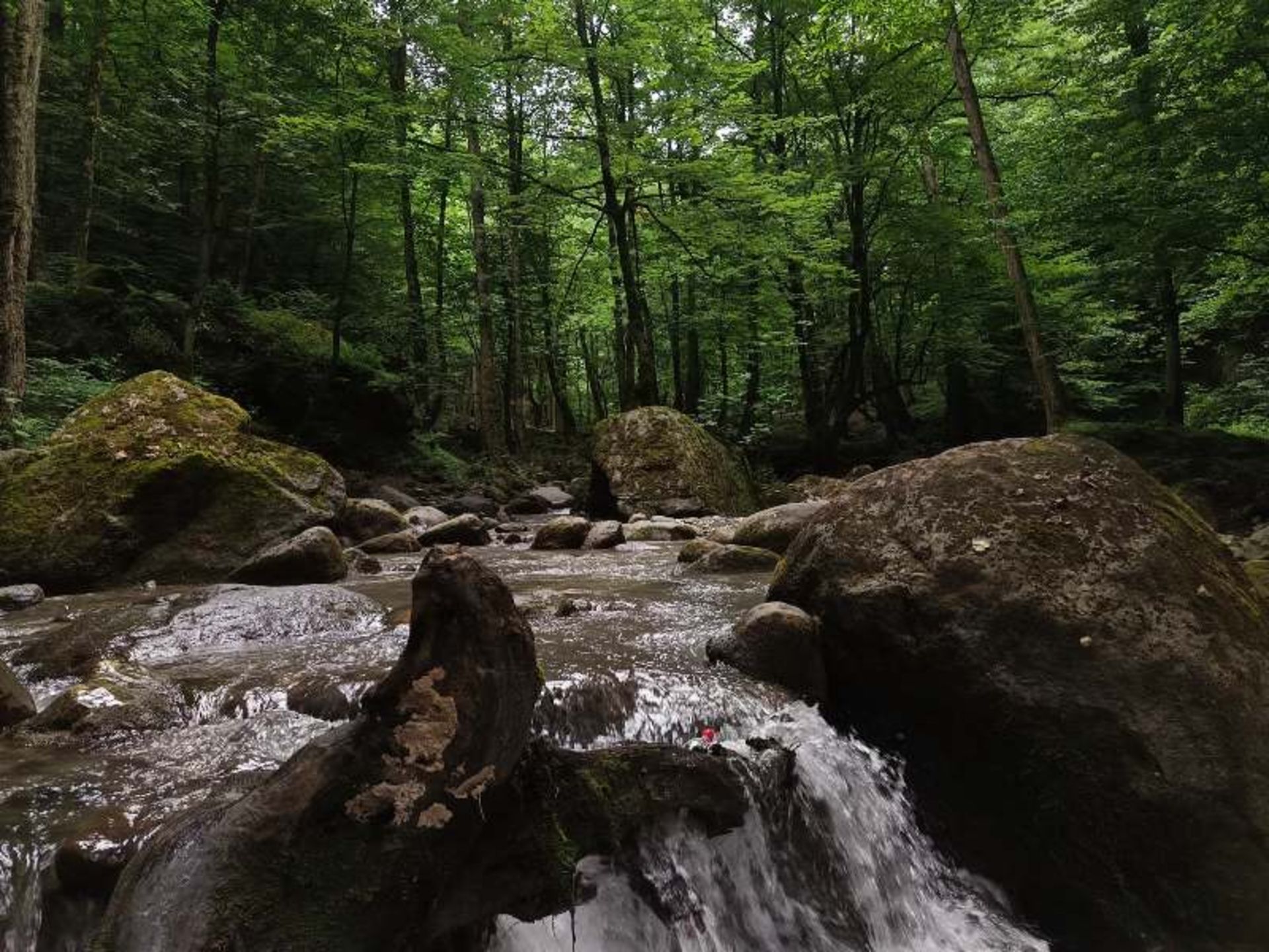 رودخانه و طبیعت سرسبز پارک جنگلی صفارود