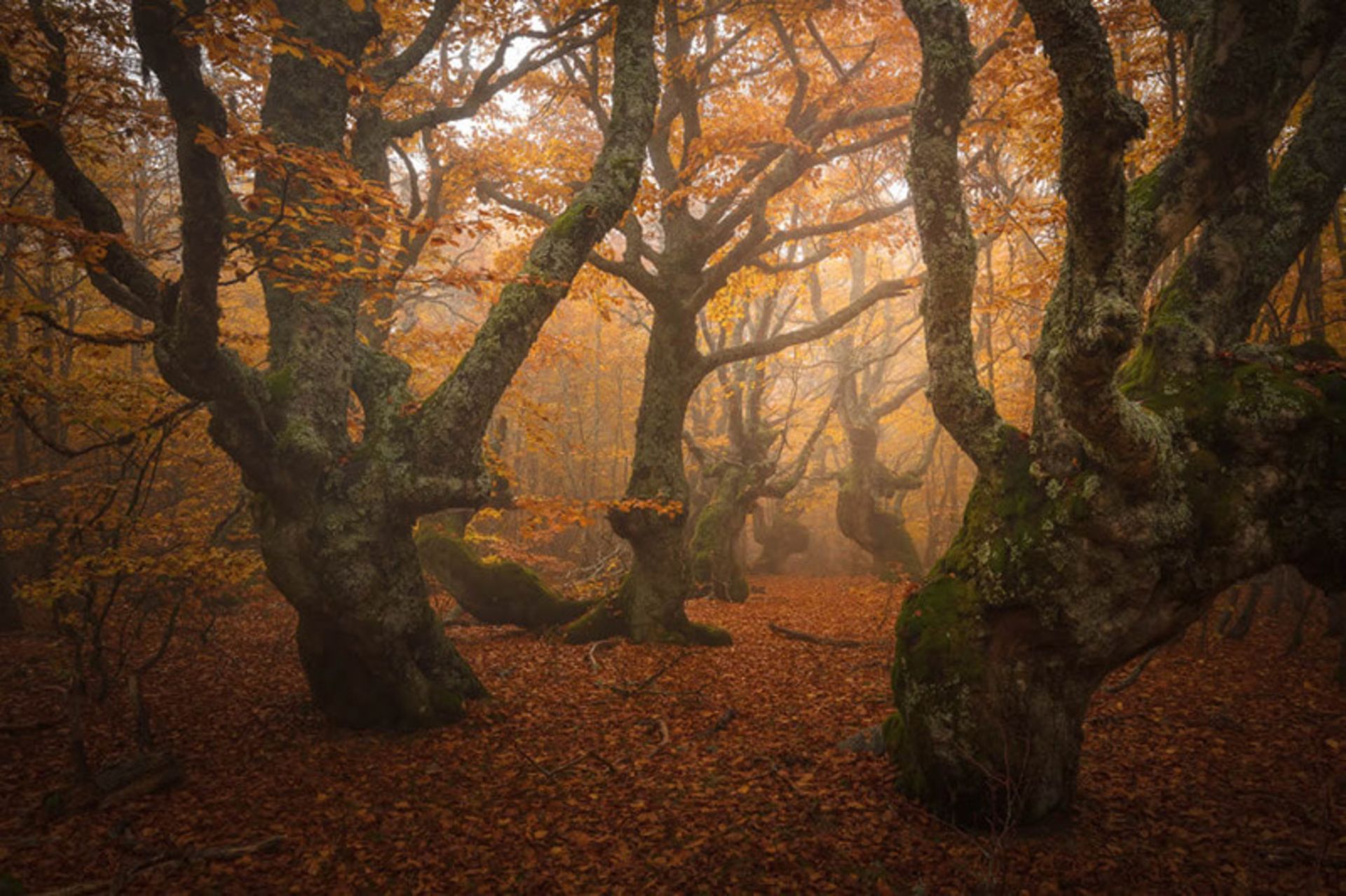 تنه ضخیم درختان در جنگل پاییزی