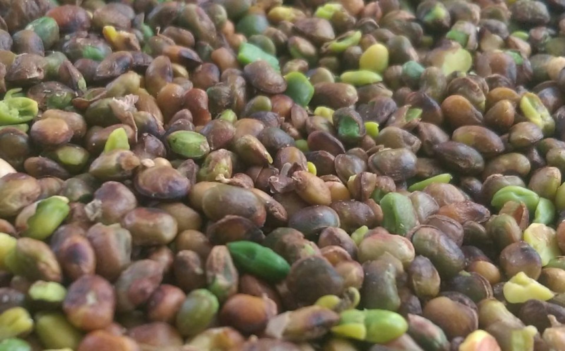 پسته کوهی مریوان