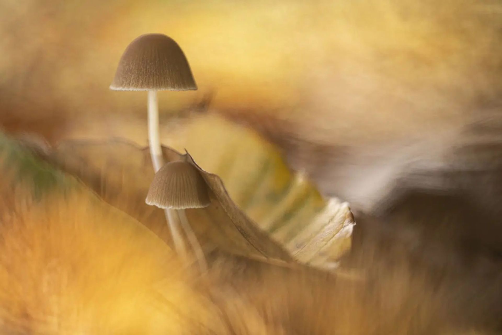 قارچ های جنگلی در بوم پاییزی