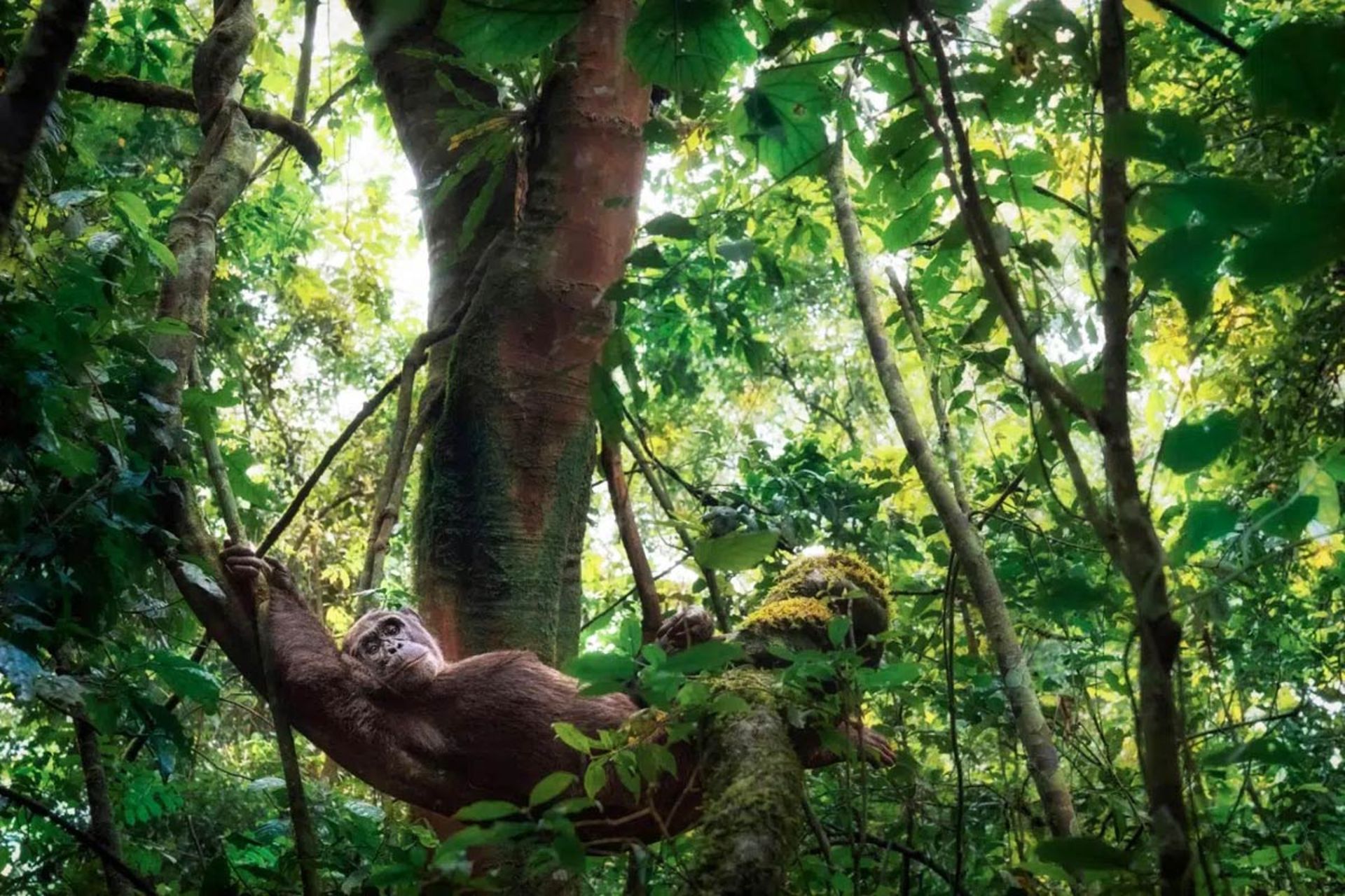 جوایز عکاس حیاتوحش سال اروپا ۲۰۲۵؛ شعر خاموش طبیعت 3 ژست یک میمون روی شاخه درخت