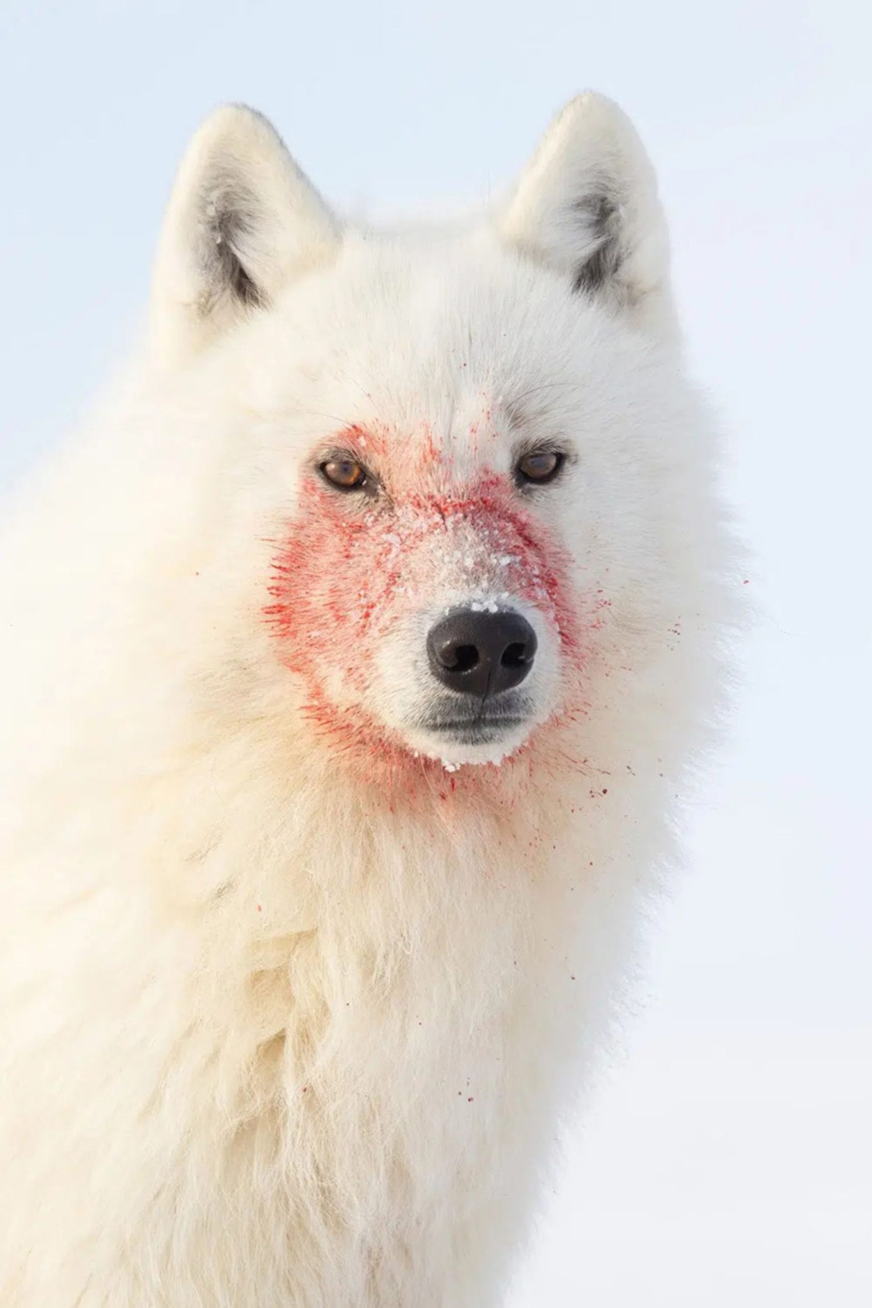  یک گرگ جوان با صورتی پوشیده از خون شکار