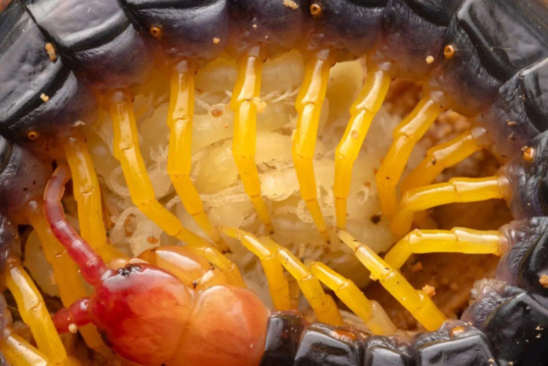 محافظت هزارپا از نوزاد خود