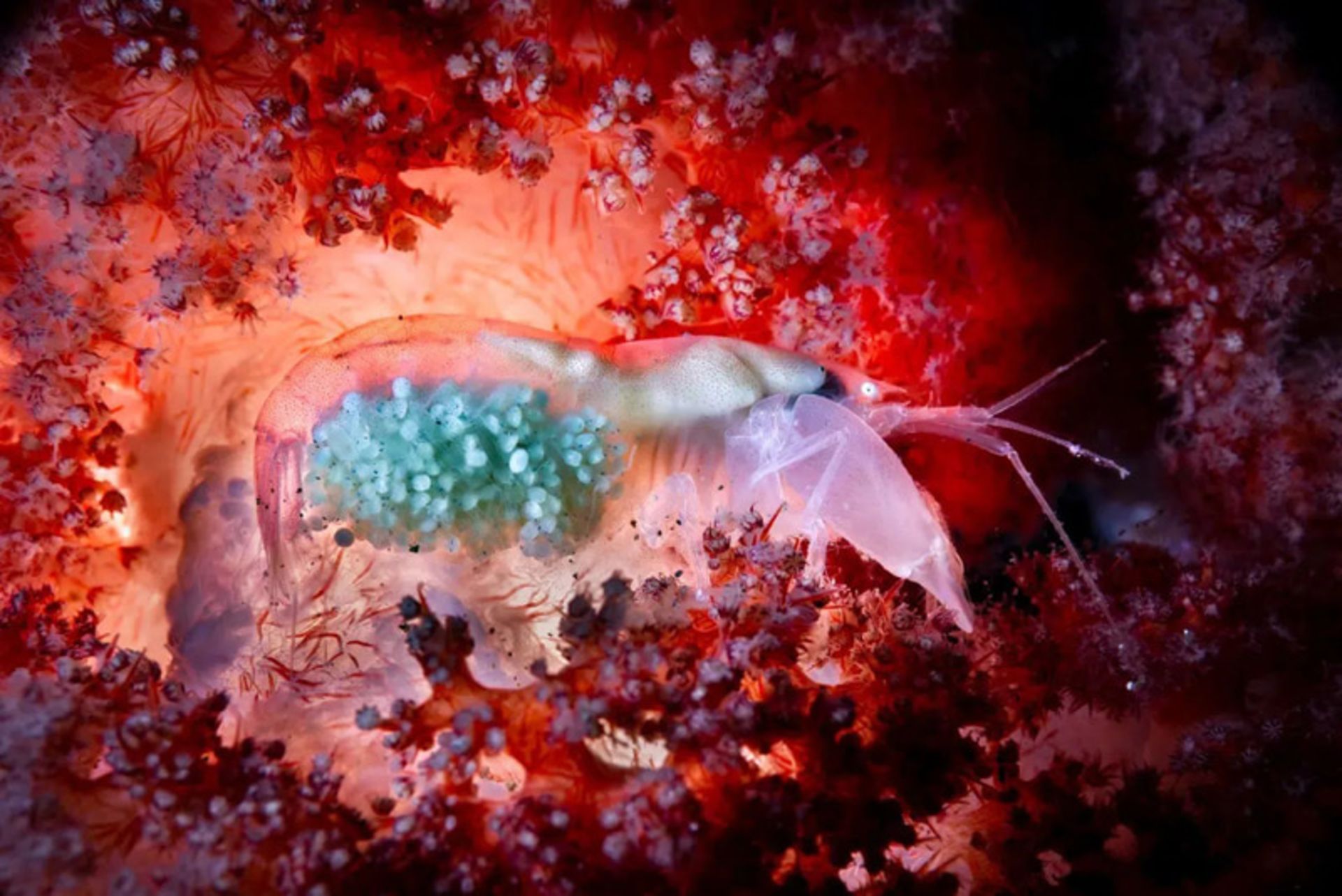  میگو در حال حمل تخم