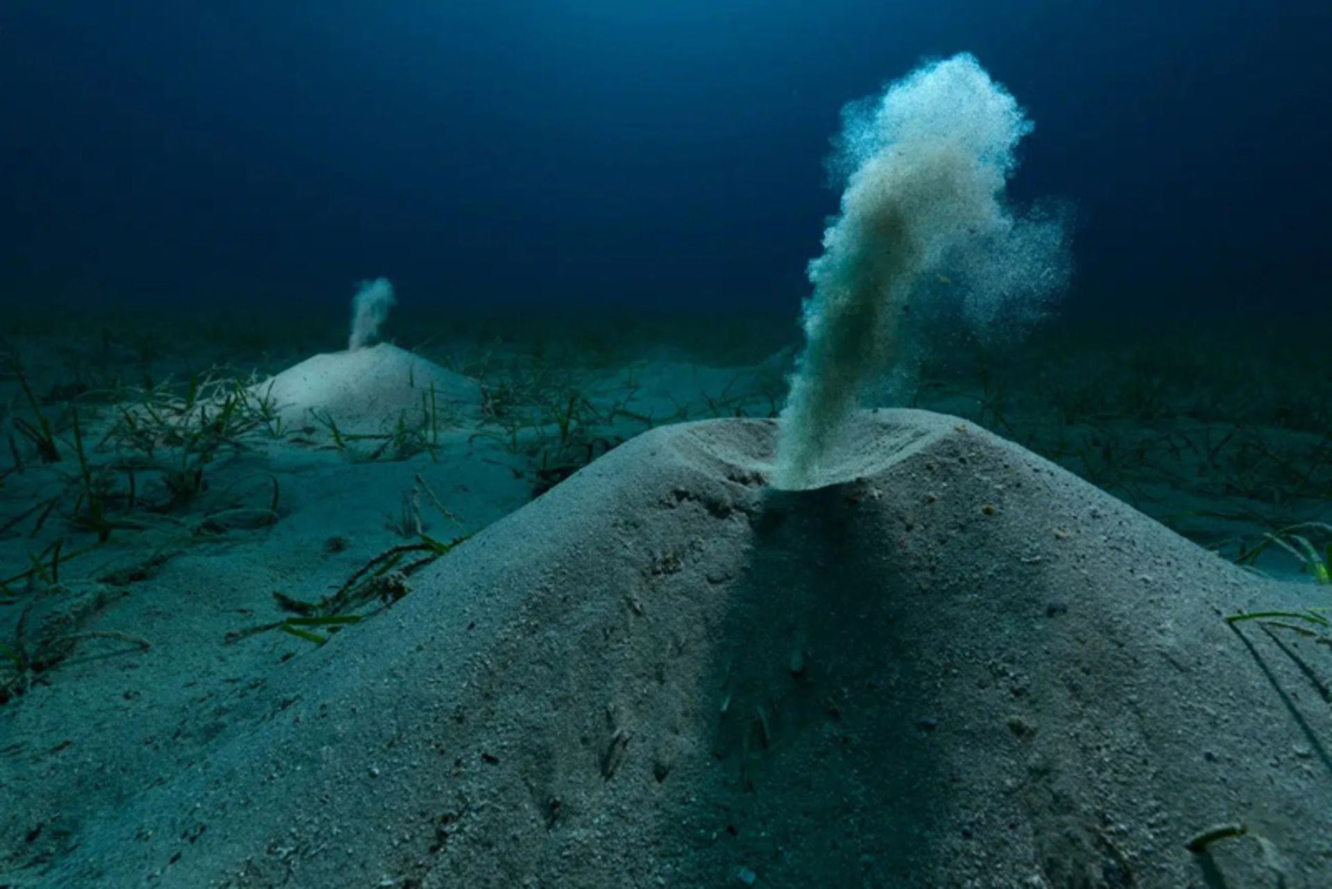 بیرون راندن شن از لانه‌های کرم در یک علفزار دریایی