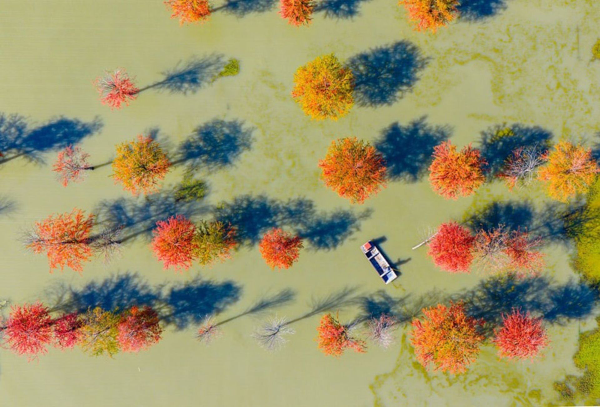 کشاورزان در حال غذا دادن به خرچنگ‌ها زیر درختان متاسکویای (Metasequoia) در چین