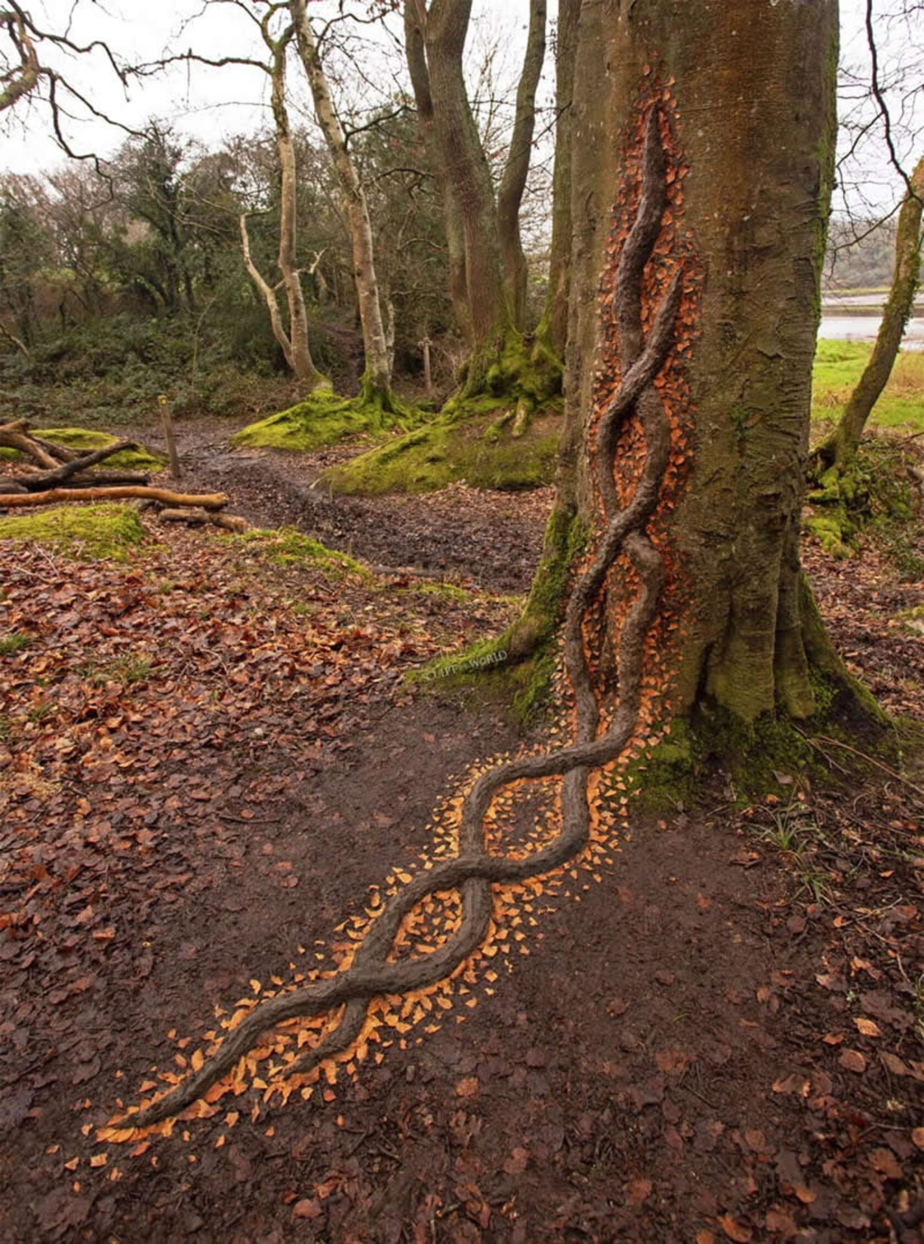 طرح مارپیچ میان درخت و زمین