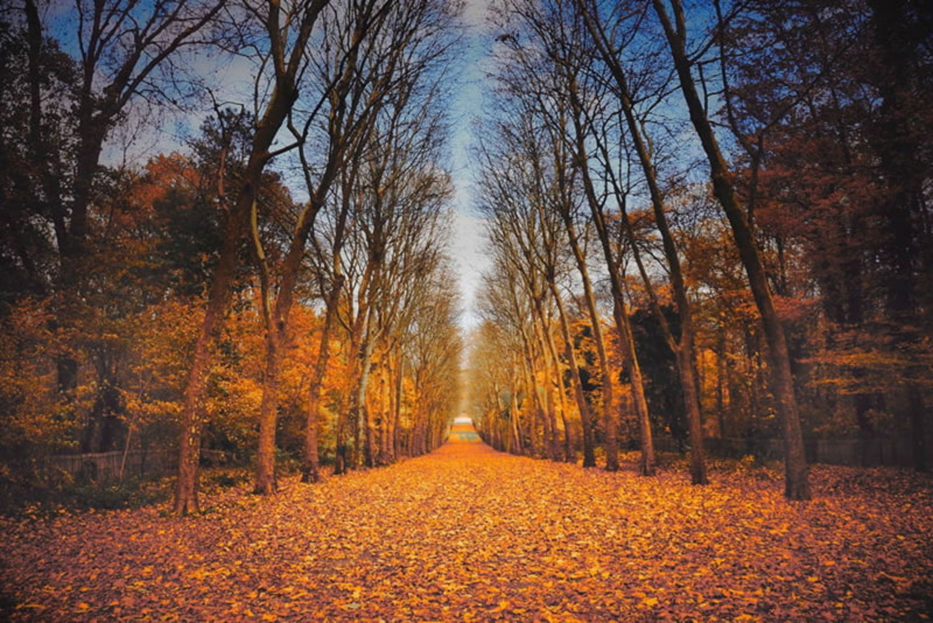 برگ ریزان درختان در پاییز