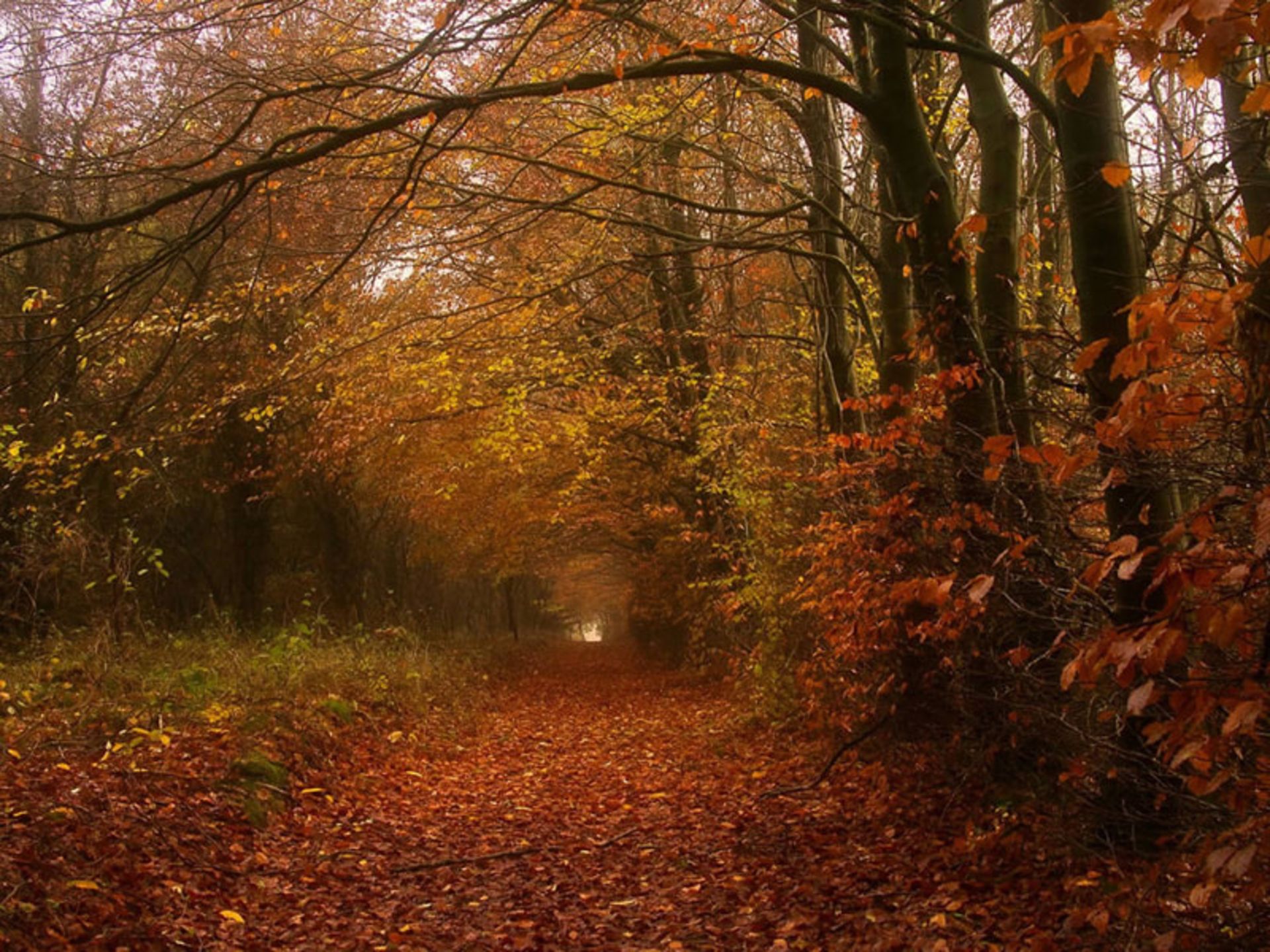 جنگل انبوه پاییزی