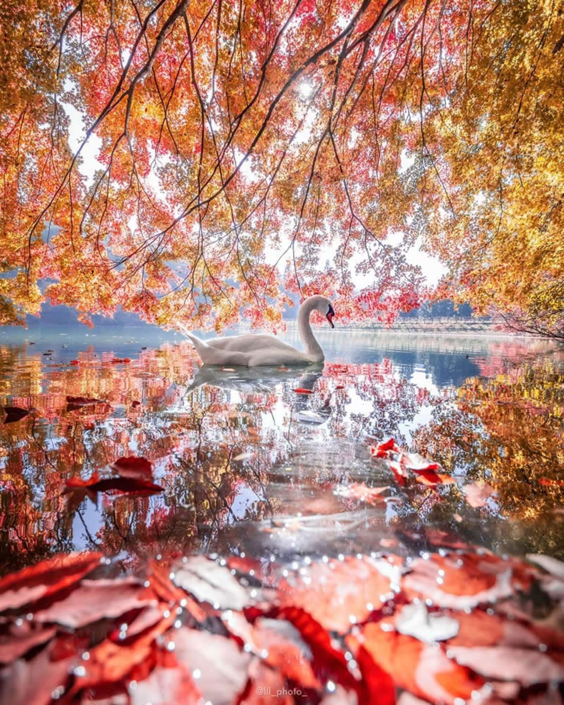 قو در دریاچه و منظره پاییزی