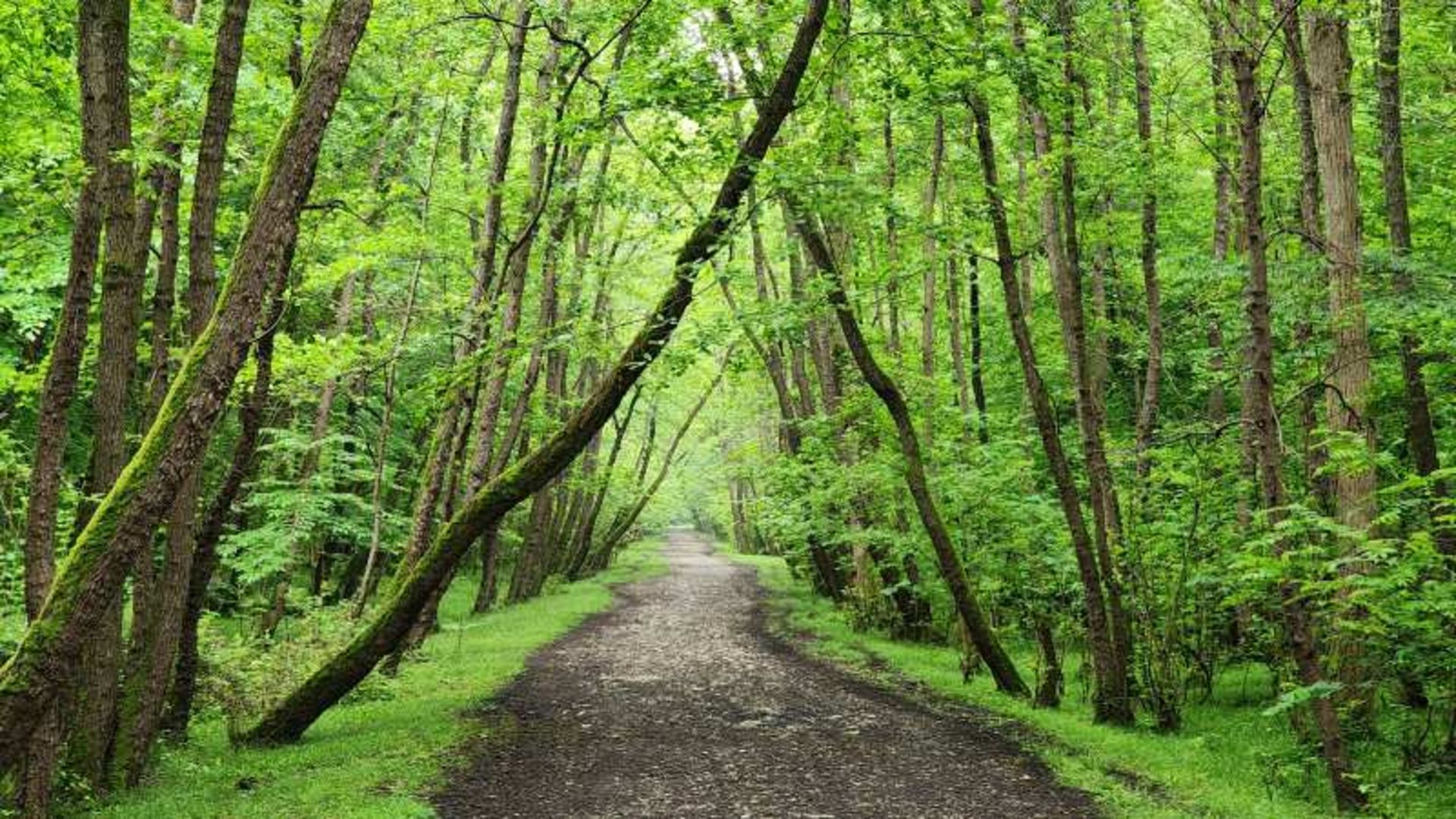 طبیعت سرسبز پارک جنگلی نور