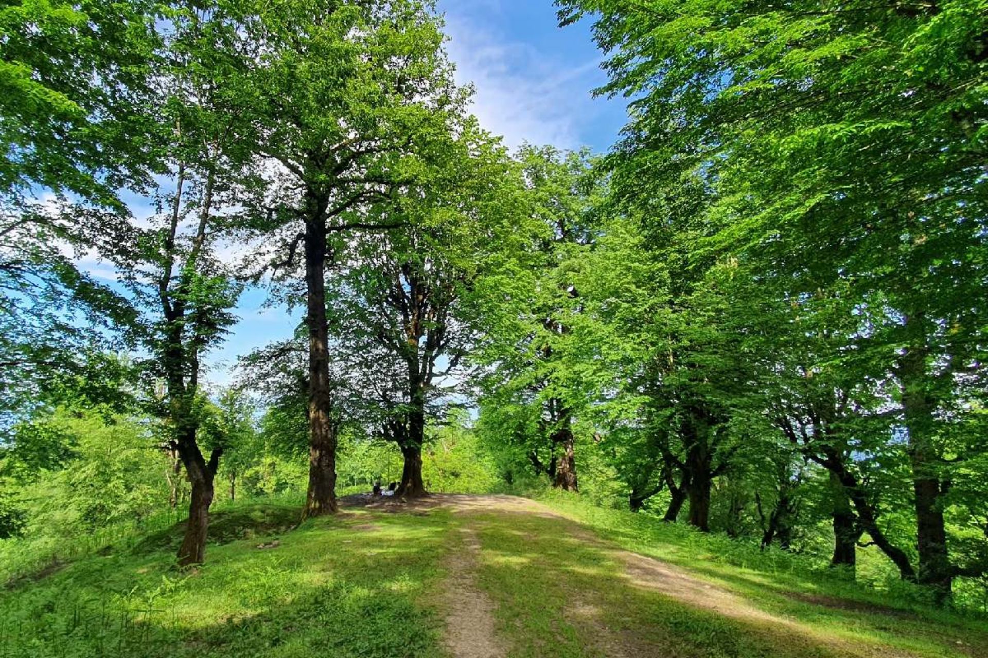 طبیعت سرسبز جنگل دالخانی