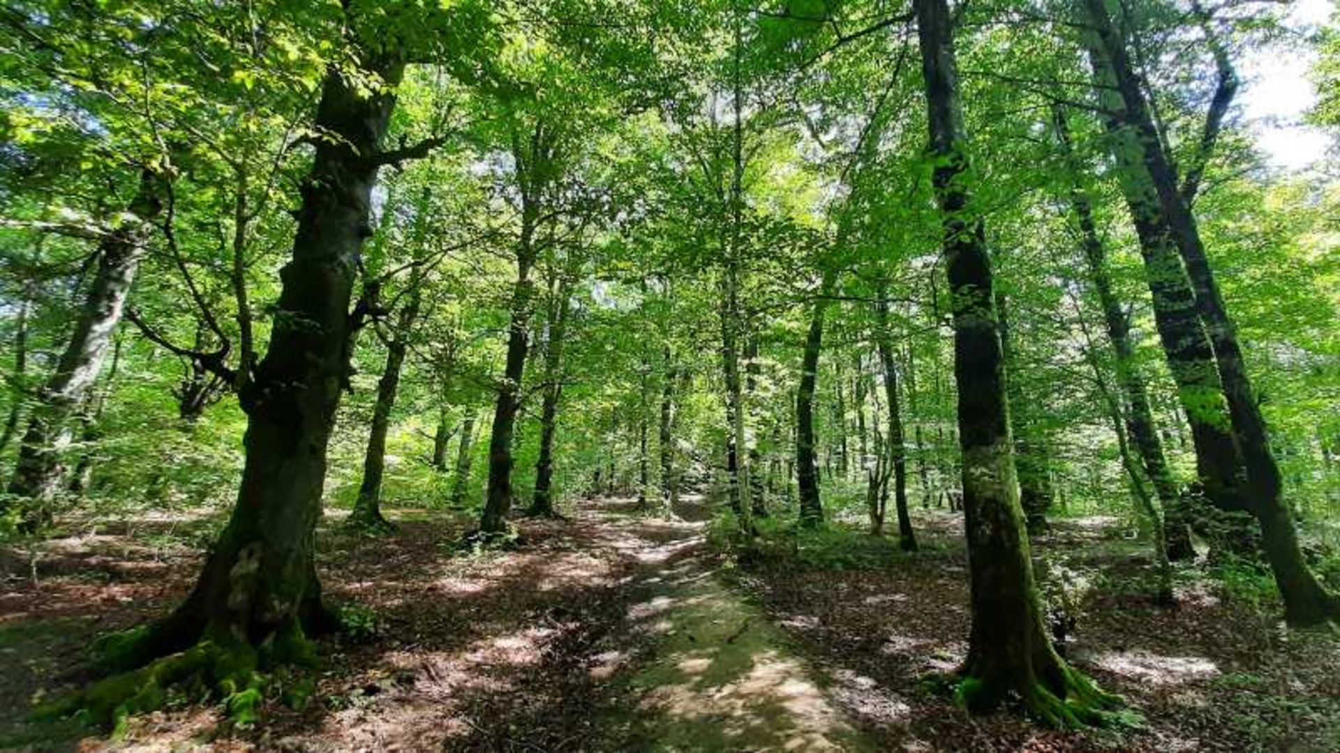 طبیعت سرسبز جنگل راش سنگده