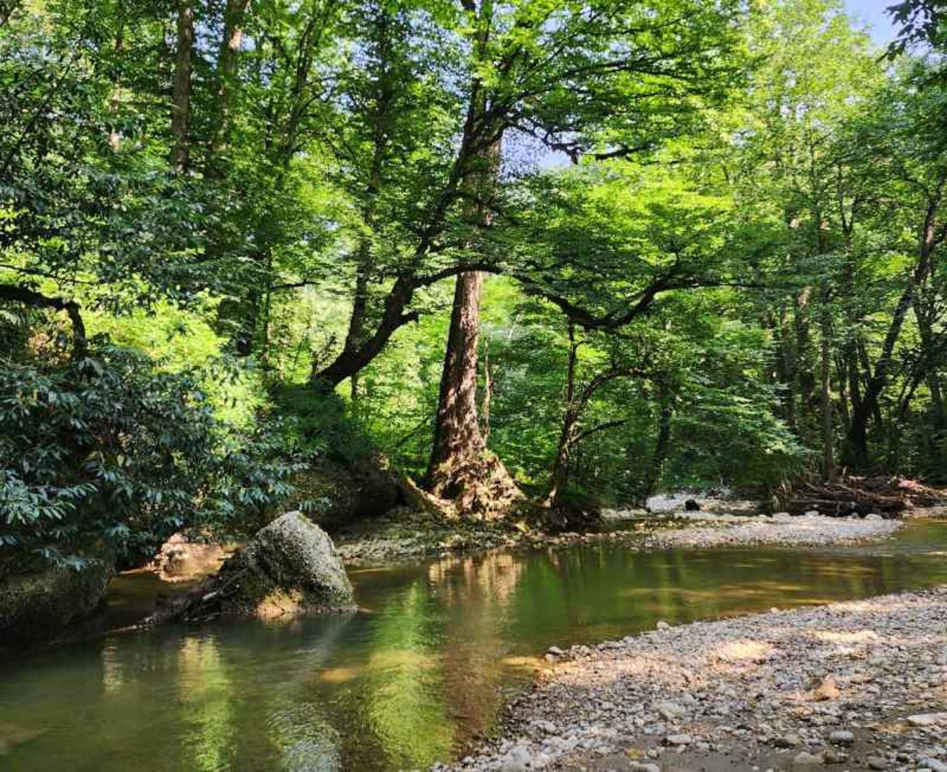 رودخانه و طبیعت سرسبز جنگل پلنگ دره