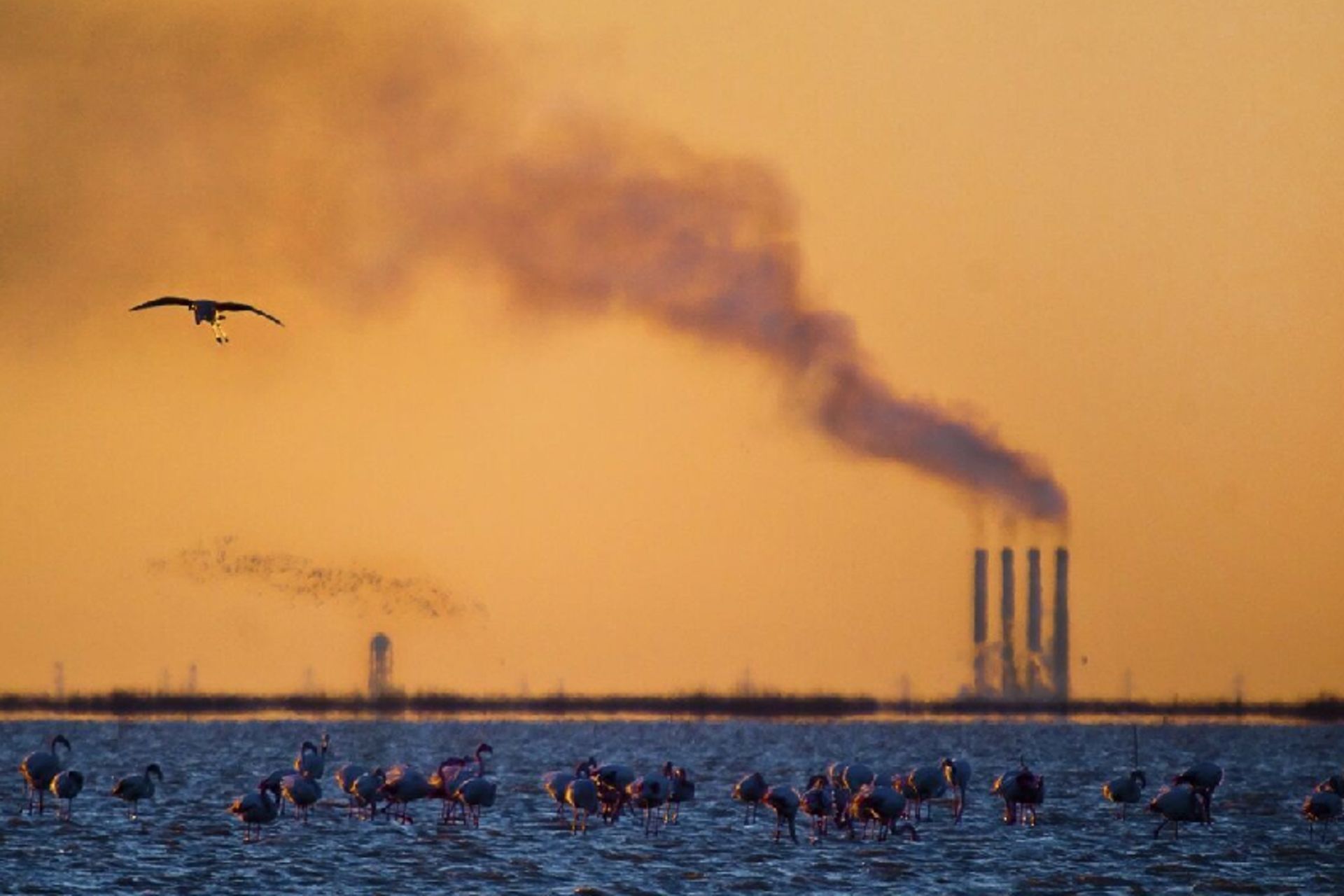 نفس شمال هم بند آمد؛ چتر سیاه دود بر سر جنگلهای سبز 3 آلودگی هوا در شهرهای شمالی